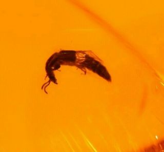 Rove Beetle In Authentic Dominican Amber Fossil Gem Quality