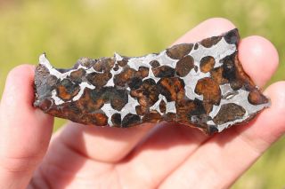 Sericho Meteorite Pallasite From Kenya Full Slice 16.  1 Grams