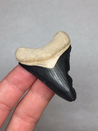 Bone Valley Megalodon Shark Tooth Fossil Sharks Teeth Hemi Gem Jaws 2