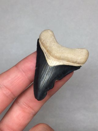 Bone Valley Megalodon Shark Tooth Fossil Sharks Teeth Hemi Gem Jaws 3