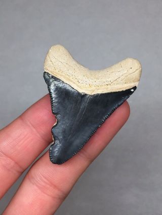 Bone Valley Megalodon Shark Tooth Fossil Sharks Teeth Hemi Gem Jaws 4