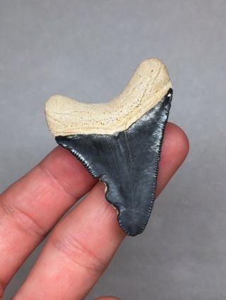 Bone Valley Megalodon Shark Tooth Fossil Sharks Teeth Hemi Gem Jaws 5