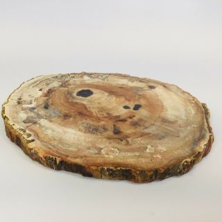 Large Polished Slice Of Petrified Wood From Madagascar - 8 " & 2lbs,