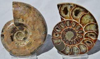 Cut Split Pair Anapuzosia Ammonite Crystal 110myo Fossil 89mm Xl 3.  5 " N8544xx