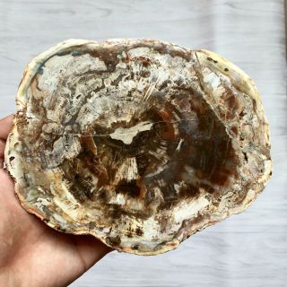 469g Petrified Wood Specimen Slab Fossil Polished Rock Madagascar G0220