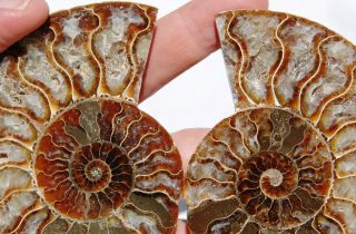 Pair Split Ammonite Great Crystal Cavities Large 3.  9 " Dinosaur Fossil 98mm A1609
