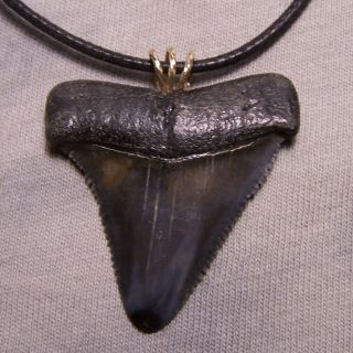 Big 1 9/16 " Great White Shark Tooth Teeth Fossil Wireless Pendant Megalodon Dive