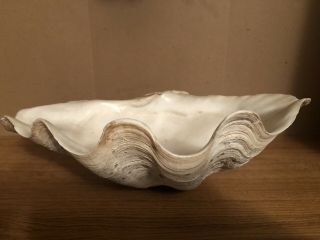Large Giant Clam Shell Seashell