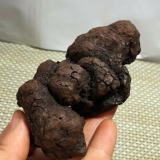 94mm Rare Dinosaur Dung Coprolite Fossil Petrified Poop 262g