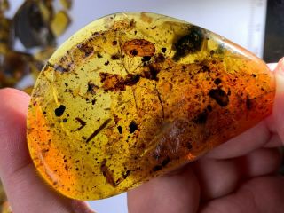 12.  1g Big Unknown Fly Bug&plant Burmite Myanmar Amber Insect Fossil Dinosaur Age