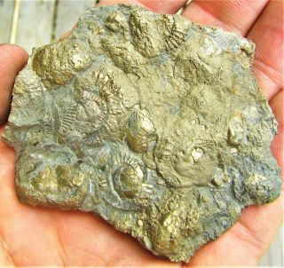 Stunning Big Golden Multi Ammonite Fossil 67 Mm Jurassic Pyrite Uk Gold Present