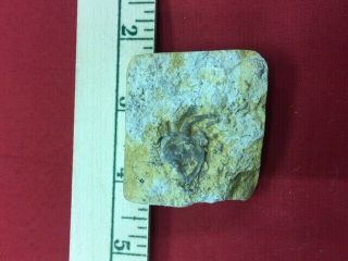 Geological Enterprises Ordovician Cystoid,  Pleurocystites Squamosus Minnesota