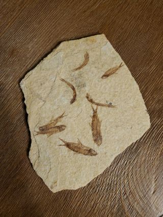 8.  5 " Fossil Fish - Plate Of Multiple Knightia