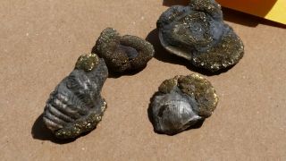 4x Very Rare Pyrite Fossils Spring Creek Alden York Braciopods Clams Shells