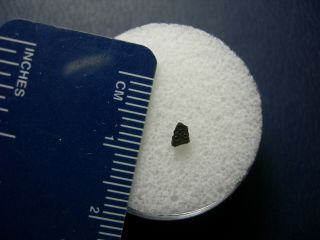 Tagish Lake Meteorite C2 CRUST Carbonaceous Chondrite Canada Crusted RARE IMCA a 5
