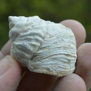 Rare Fossil Gastropoda Barbotella Intermedia Late Miocene Sarmatian Bulgaria S2