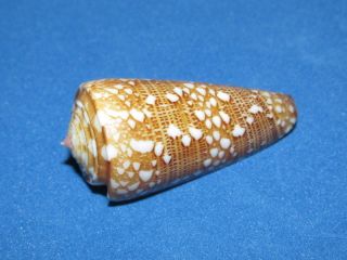 Seashells Conus Nobilis Victor,  Shells Con8422