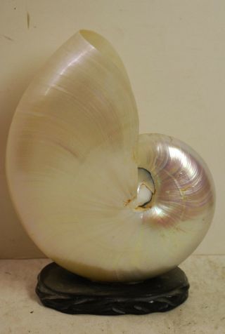 Sea Shell,  6 1/2 " Excellant,  Tenomphalus? Nautilus