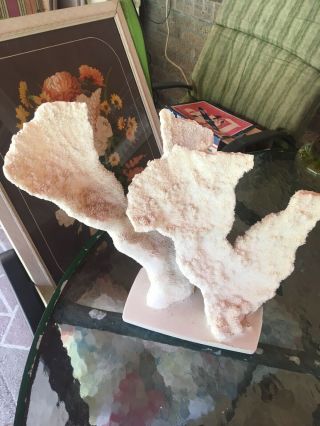 Large Natural Cluster White Sea Coral 12” Tall X14 1/2” Wide Cats Paw