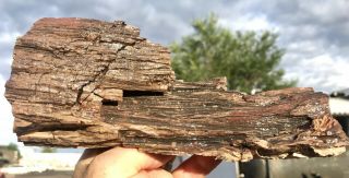 Reilly’s Rocks: Detailed Saint Johns Arizona Petrified Wood,  2.  75 Lbs.