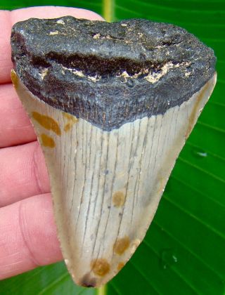Megalodon Shark Tooth 2 & 3/4 In.  Real Fossil Sharks Teeth - No Restorations
