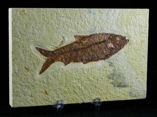 Xl 4.  1 In Knightia Eocaena Fossil Fish Green River Wy Eocene Age,  Stand