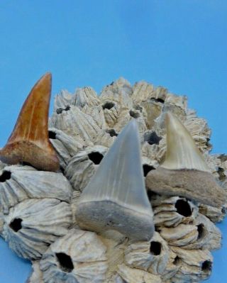 3 Colorful Fossil Mako (isurus Hastalis) Megalodon - Shark Era Shark Teeth