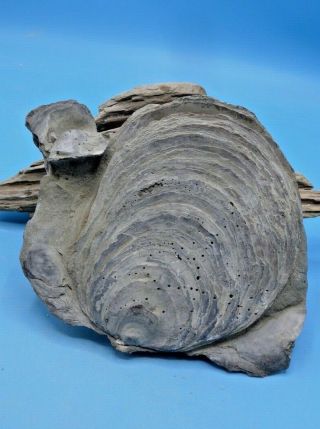 A Large Double Valved Fossil Oyster Shell / Virginia Pre - Megalodon Shark Era