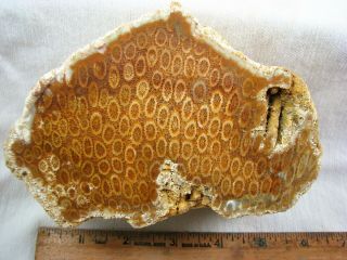 Petrified Coral Rough From Indonesia Face Cut For Cabbing And Polishing