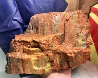 Reilly’s Rocks: Top Quality Arizona Rainbow Petrified Wood,  11.  75 Lbs.