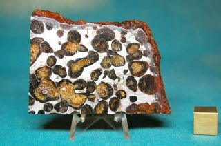 Sericho Pallasite Meteorite 90.  7 Grams
