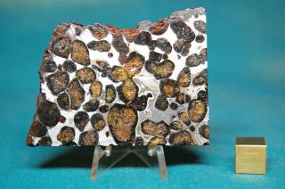 Sericho Pallasite meteorite 90.  7 grams 2