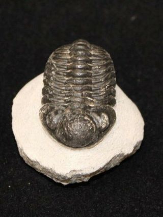 Trilobite Fossil In Matrix Discovered In Morocco Over 250 Million Years Old