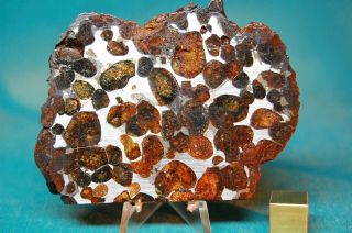 Sericho Pallasite Meteorite 92.  3 Grams