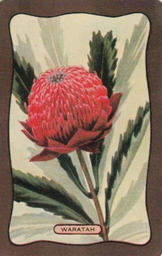 Vintage Coles Swap Card - 1 Single - Flowers - Waratah