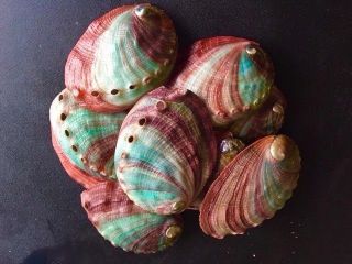65 Rainbow Paua Green Blue Red Abalone Shells