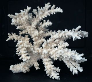 Vintage White Real Branch Coral Decoration Fish Tank Over 12 " X 12 "