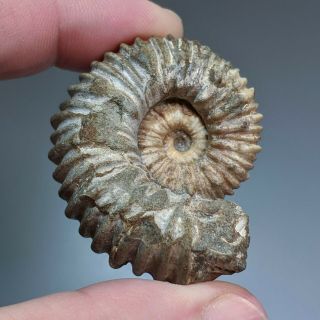 4,  7 Cm (1,  8 In) Ammonite Pathology Epicheloniceras Cretaceous Russia Ammonit