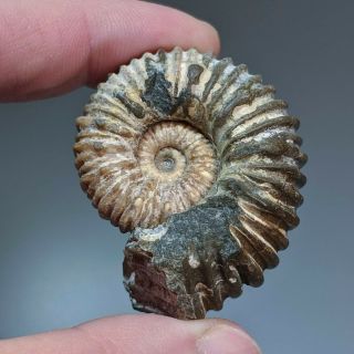 4,  7 cm (1,  8 in) Ammonite pathology Epicheloniceras cretaceous Russia ammonit 2