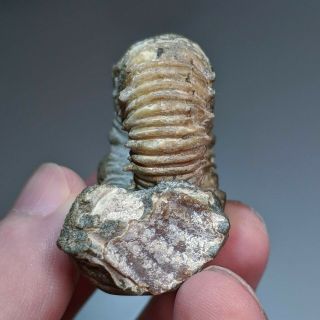 4,  7 cm (1,  8 in) Ammonite pathology Epicheloniceras cretaceous Russia ammonit 3