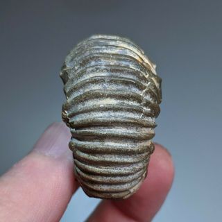4,  7 cm (1,  8 in) Ammonite pathology Epicheloniceras cretaceous Russia ammonit 4