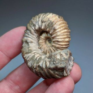 4,  7 cm (1,  8 in) Ammonite pathology Epicheloniceras cretaceous Russia ammonit 5