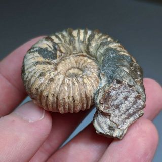 4,  7 cm (1,  8 in) Ammonite pathology Epicheloniceras cretaceous Russia ammonit 6