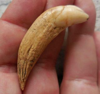 Rare Large Stone - Age Wolf Tooth Originally Found In Derbyshire Cave