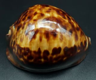 Stunning Globose Cypraea Zoila Thersites F,  78.  3 Mm Aus Cowrie Seashell Ig