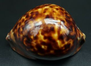 Stunning globose Cypraea Zoila thersites F,  78.  3 mm Aus cowrie seashell IG 3