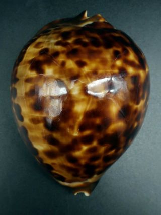 Stunning globose Cypraea Zoila thersites F,  78.  3 mm Aus cowrie seashell IG 5