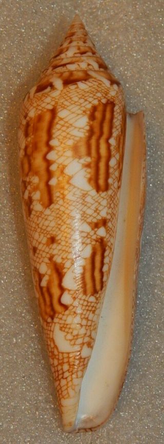 Seashell Conus Bengalensis 107.  8mm