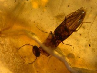 Strange Unknown Beetle Burmite Myanmar Burmese Amber Insect Fossil Dinosaur Age