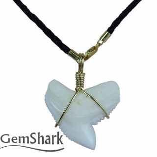 Gemshark 1.  2 Inch Large Tiger Shark Tooth Necklace Choker Pendant 14k Gold Chain